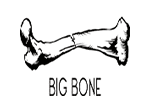 bigbone